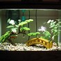 Image result for Betta Aquarium Tank