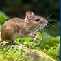 Image result for Vole vs Mouse