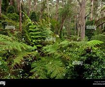Image result for Pacchioli Field Martins Creek