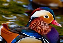 Image result for World Most Beautiful Animals