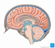 Image result for cerebroespinal