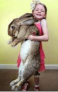 Image result for World's Biggest Bunny