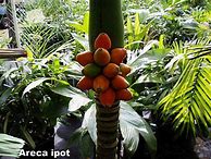 Image result for Areca Ipot