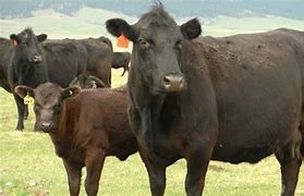 Image result for Wild Cattle in Montana