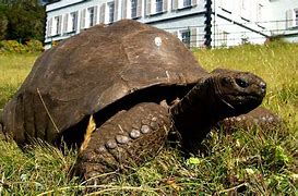Image result for Animal with the Longest Lifespan