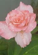 Image result for Pink Single Tea Rose
