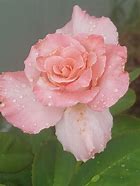 Image result for Tea Rose Pink Color