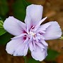 Image result for Grafting Rose of Sharon