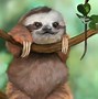 Image result for Tropical Background Wallpaper Sloth