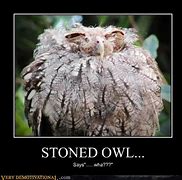Image result for Stoned Owl Meme