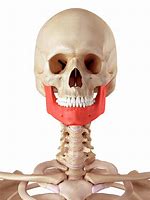 Image result for Human Jawbone