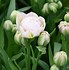 Image result for Tulipa Double Surprise