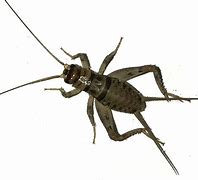 Image result for Tapered Crickets