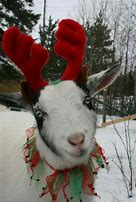Image result for Christmas Goat Pictures