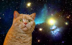 Image result for Spice Cat Meme