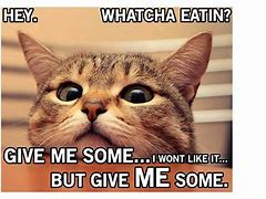 Image result for Funny Cat Meme About Food