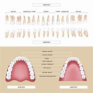 Image result for Teeth and Jaw Anatomy