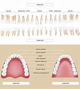 Image result for Dental Anatomy and Morphology