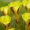 Image result for Oxalis versicolor Golden Cape