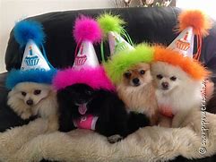 Image result for Party Pomeranian
