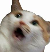 Image result for Cat Face Meme Transparent