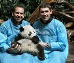 Image result for Chengdu Research Base of Giant Panda