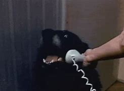 Image result for Dog Calling Phone Meme
