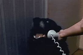 Image result for Dog Calling Phone Meme