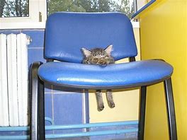 Image result for Cat On Chair Meme