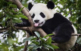 Image result for Giant Panda Extinction