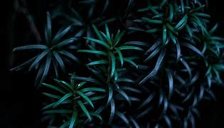 Image result for Plant Laptop Wallpaper