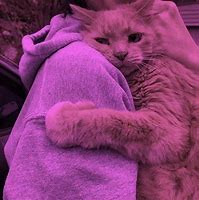 Image result for Yellow Cat Aesthetic