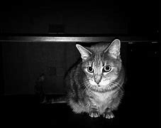 Image result for Smol Cat I AM the Night Meme