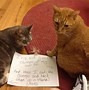 Image result for Cat Meme Shame