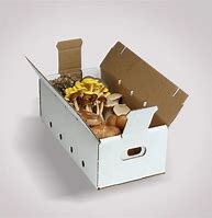 Image result for Mushroom Cardboard Packaging Box Sun