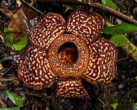 Image result for Rafflesia Malaysia