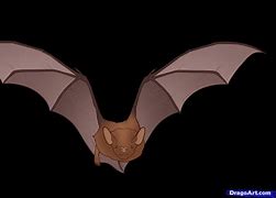 Image result for Brown Bat Drawing