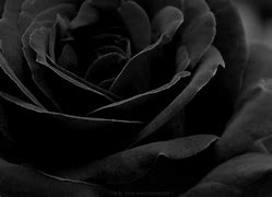 Image result for Rose Wallpaper Black Background