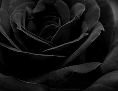 Image result for Black Rose Desktop