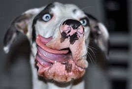 Image result for Funny Dog Images No Words
