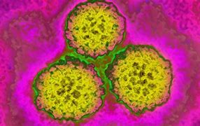 Image result for Warts HPV Virus in Women