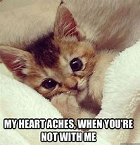 Image result for Warm Kitten Memes