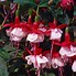 Image result for Fuchsia Constance