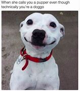 Image result for Doggo Memes 1