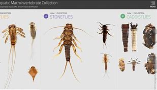 Image result for Insect Identification Printable