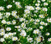 Image result for Aster Monte Cassino (Universum-Group)