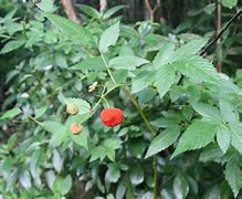 Image result for Rubus Rosifolius