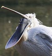 Image result for Pelican Boats