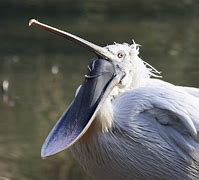 Image result for Pelican Kayak Exopack