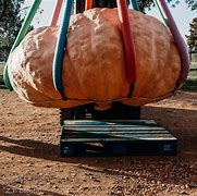 Image result for Heaviest Pumpkin
